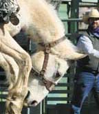 rodeo